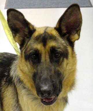 Novee/adopt pendin
