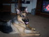 Thor/AdoptPend