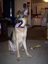 Thor/AdoptPend
