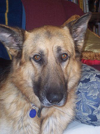 Koda/adopt pending