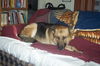 Koda/adopt pending
