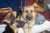 Koda/adopt pending