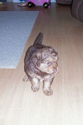 Mae/adopt pending