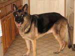Titan/adopt pendin