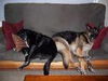 Titan/adopt pendin