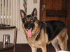 Titan/adopt pendin