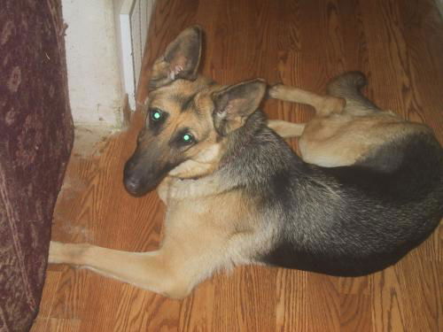 August/AdoptPend