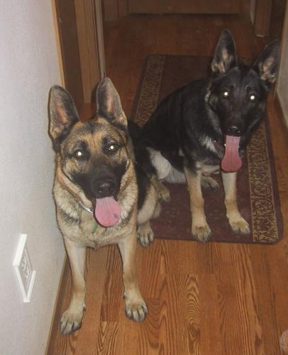 Nulla/adopt pendin