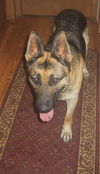 Nulla/adopt pendin