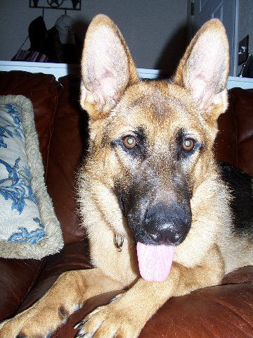 Niko/AdoptPend