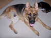 Niko/AdoptPend