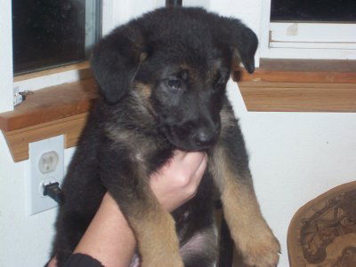 KoKo- Adopt Pend