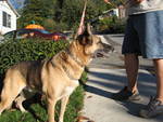 Tex/adopt pending