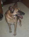 Tex/adopt pending