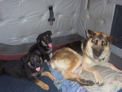 Lola/AdoptPend