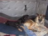 Lola/AdoptPend