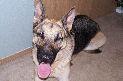 Maverick/adopt pen
