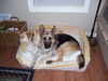 Joey/AdoptPend