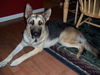 Joey/AdoptPend