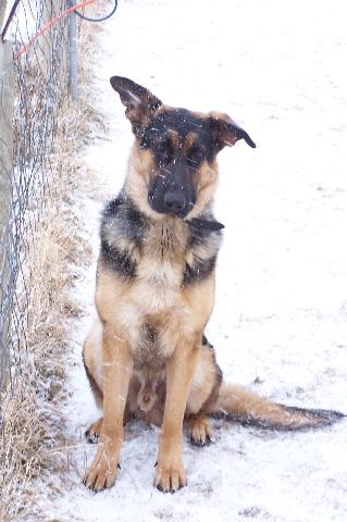 Nikko/adopt pendin