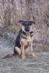 Nikko/adopt pendin