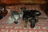 Nikko/adopt pendin