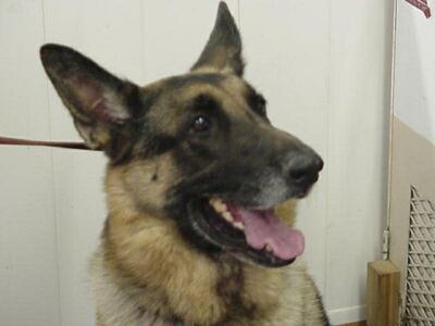 Janson/adopt pendi