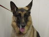 Janson/adopt pendi