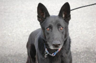 Jet/adopt pending