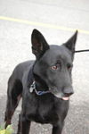 Jet/adopt pending