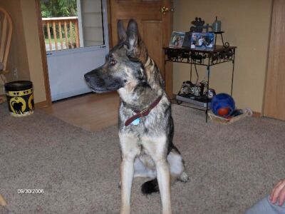 Toy/adopt pending