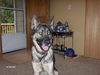 Toy/adopt pending