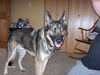 Toy/adopt pending