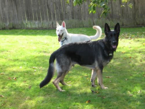 Kane/adopt pending
