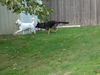 Kane/adopt pending