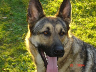 Cole/adopt pending