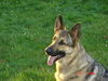Cole/adopt pending