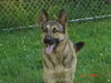 Cole/adopt pending