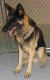 Vegas/adopt pendin