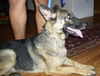 Pantera/adopt pend