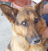Trusty/adopt pendi
