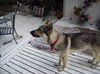 Koda
