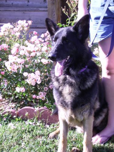 Cooper/Adopt Pendi