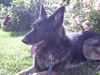 Cooper/Adopt Pendi