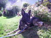 Cooper/Adopt Pendi