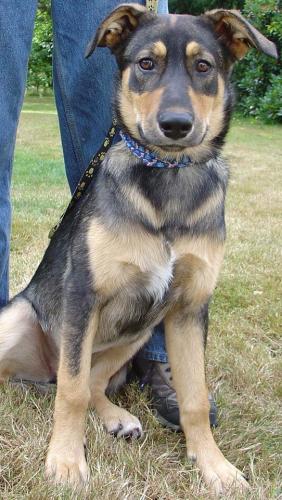 Toffee/adopt pendi
