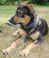 Toffee/adopt pendi