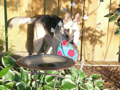 Madison/adopt pend