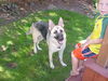 Madison/adopt pend