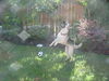 Madison/adopt pend